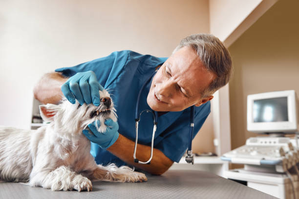 Best Weekend Emergency Dentist in Payson, UT